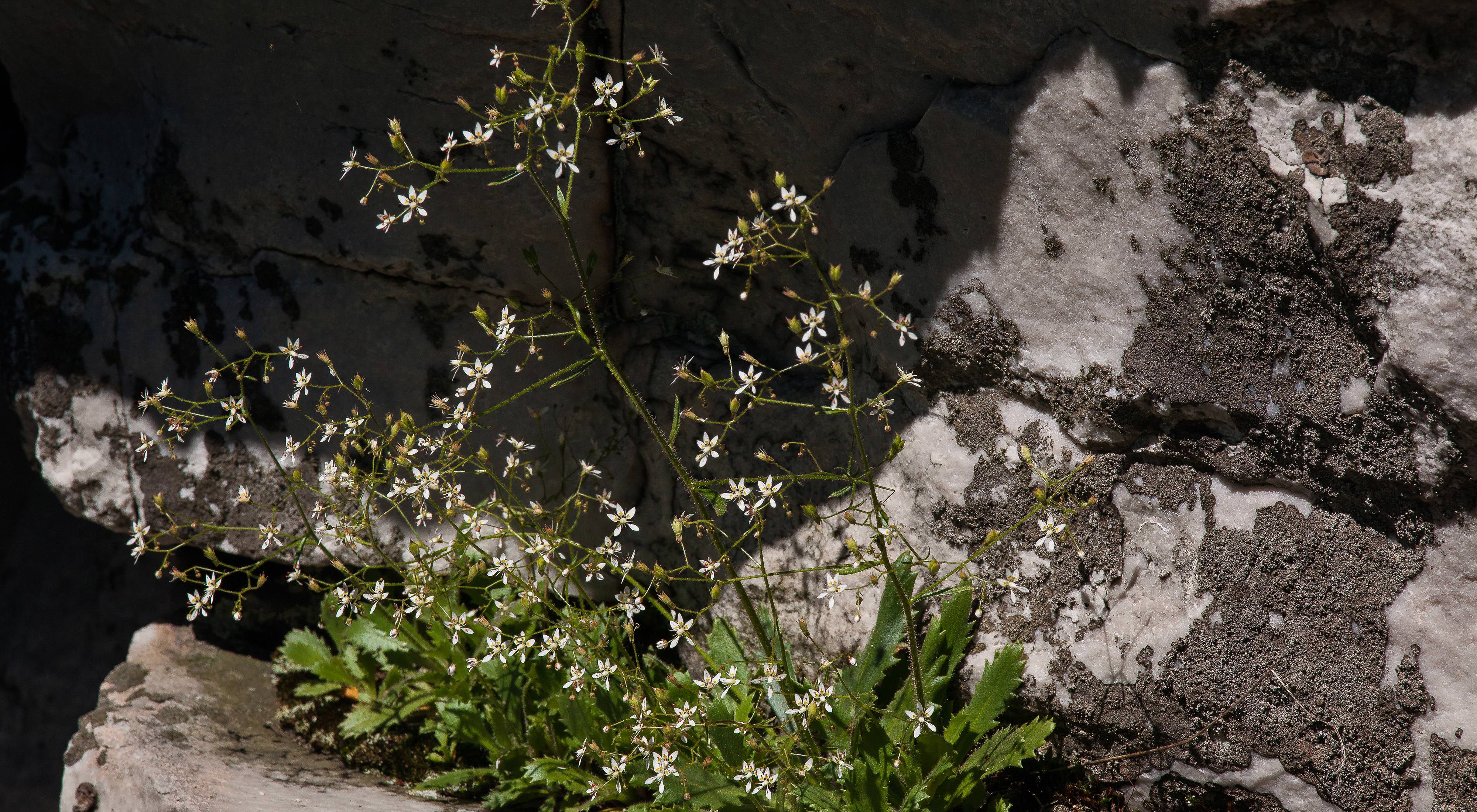 A bushy clump of vegetation with small white flowers grows out of the cleft in a rock face.