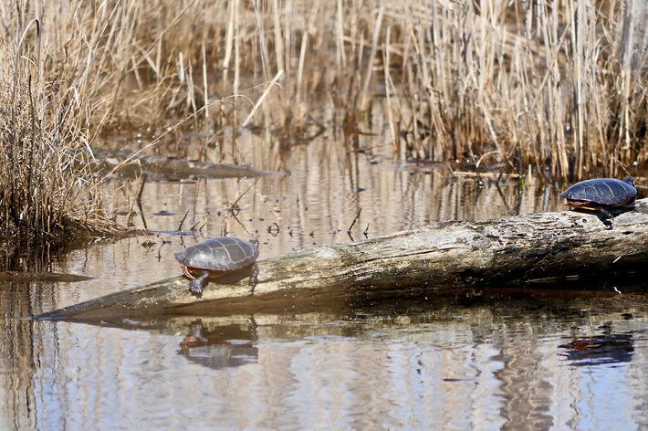 Two turtles rest on opposite ends of a floating log, basking in the sun. The water of a coastal marsh ripples around them.