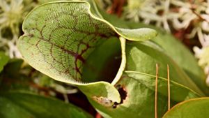Close up view of the mouth of a pitcher plant showing the tiny white hairs that line the plant's mouth and help trap insects.