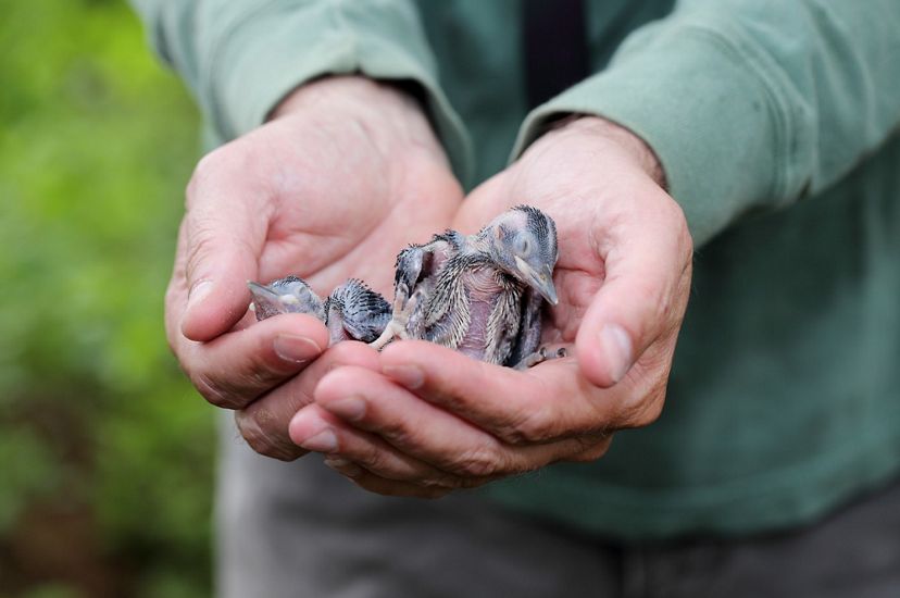 Two small, featherless red-cockaded woodpecker chicks are gently held in a man's cupped hands.