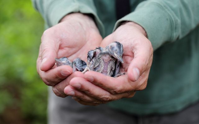 Two small, featherless red-cockaded woodpecker chicks are gently held in a man's cupped hands.