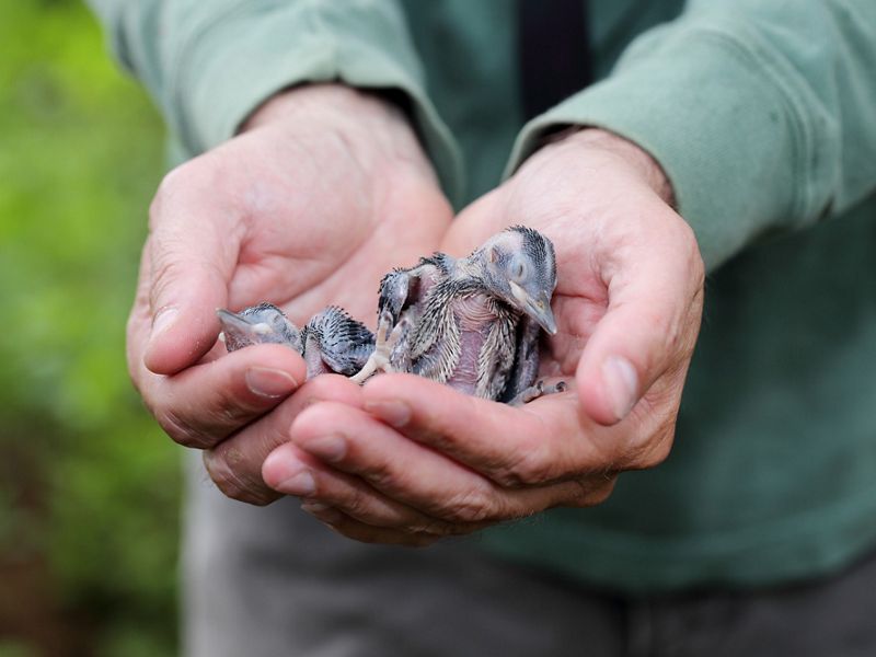 Two small, featherless red-cockaded woodpecker chicks are gently held in a man's cupped hands.