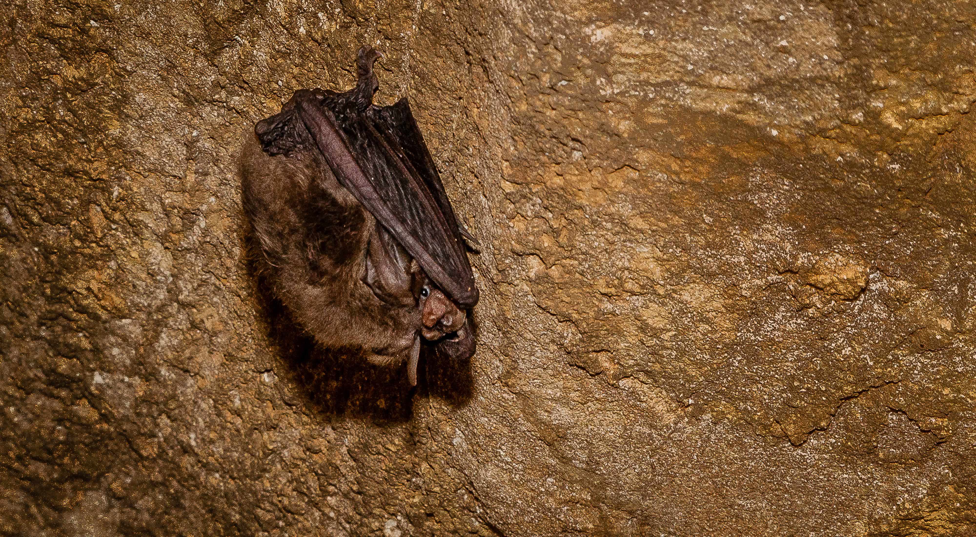 A small brown bat clings to the side of a rocky cave face.