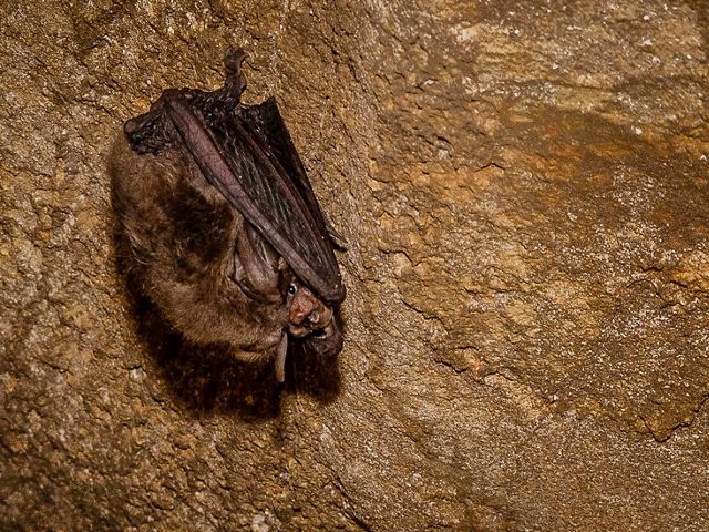 Five species of bat are found at John Friend Cave.
