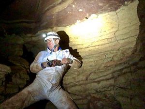 A man in mud covered white coveralls balances against the wall of a cave, preparing to take a sample from the small bat clinging to the wall.