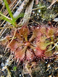 Close up view of the flat lobes of a sundew plant. Spikey fringes are each tipped with a bead of sticky nectar to trap insects.
