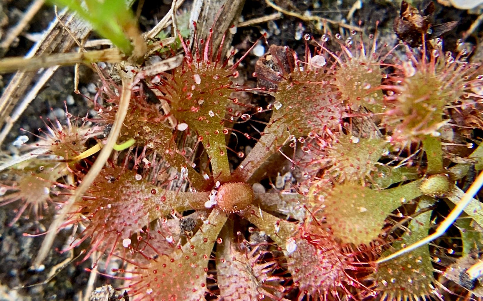 Drosera brevifolia, is an exciting find at Nassawango! The species has never before been found further north than North Carolina.