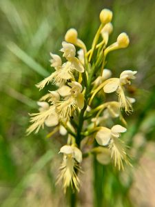 Close up view of a pale yellow orchid. The lower portion of the four lobed blooms is fringed, forming a longer tongue.
