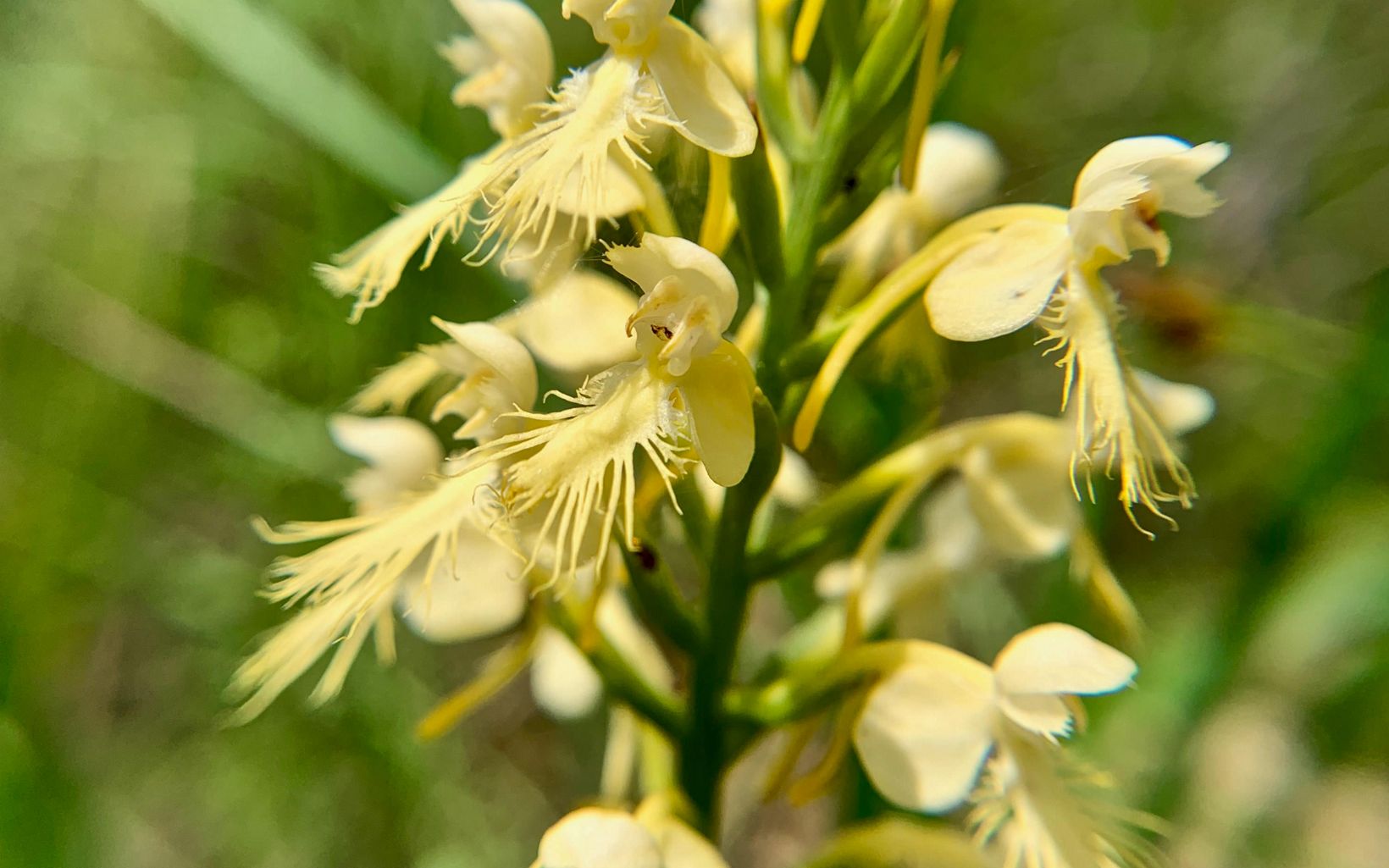 This hybrid displays characteristics of both the white-fringed and yellow-crested orchids.