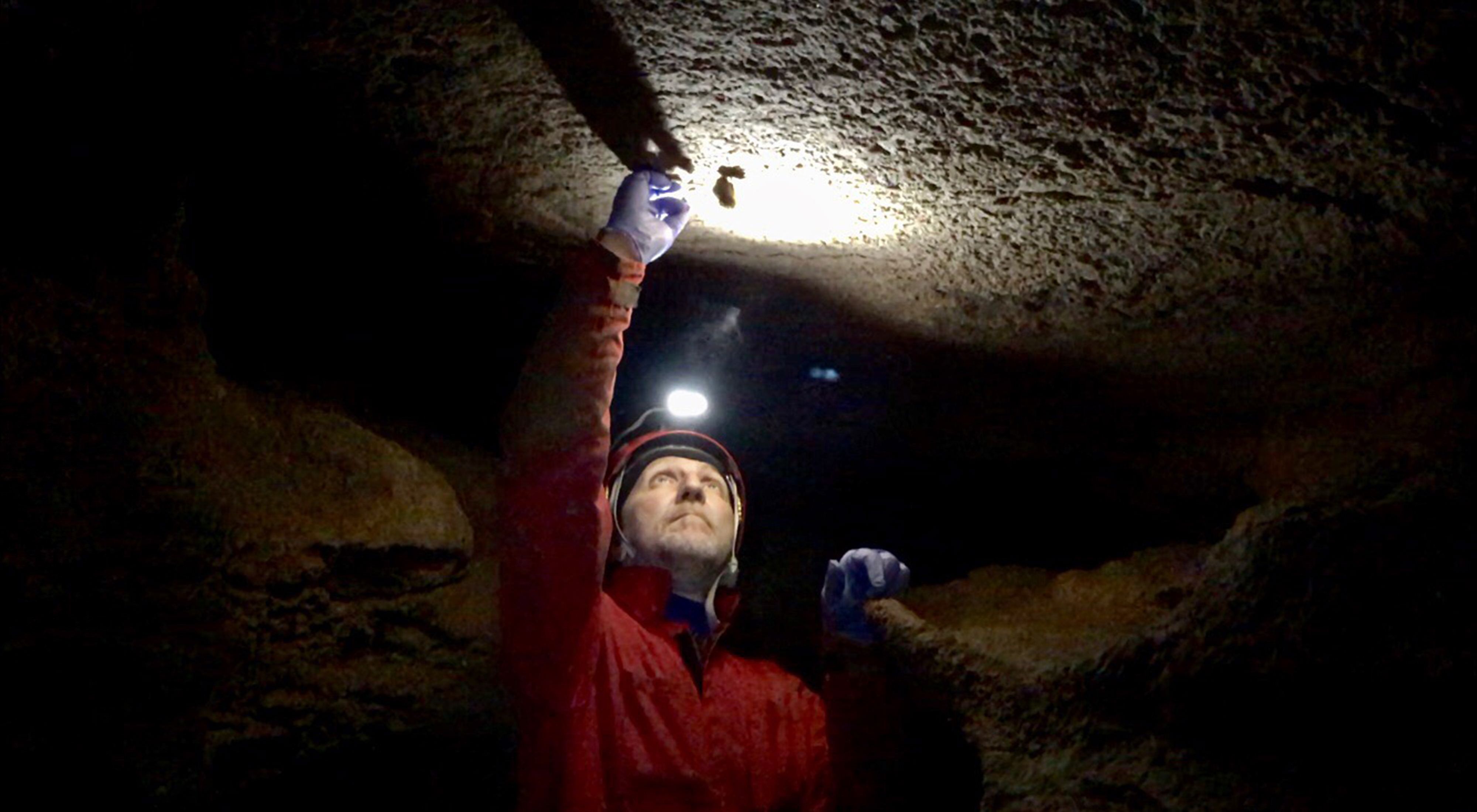 A man wearing orange overalls and a hard hat with a lamp reaches up overhead to gently swab the small brown bat suspended from the low rocky ceiling of a cave.