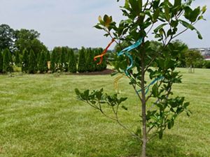 One of more than 100 new trees planted at a memorial green space by partner organization Casey Trees and TNC. Mount Olivet Cemetery, Washington, DC.