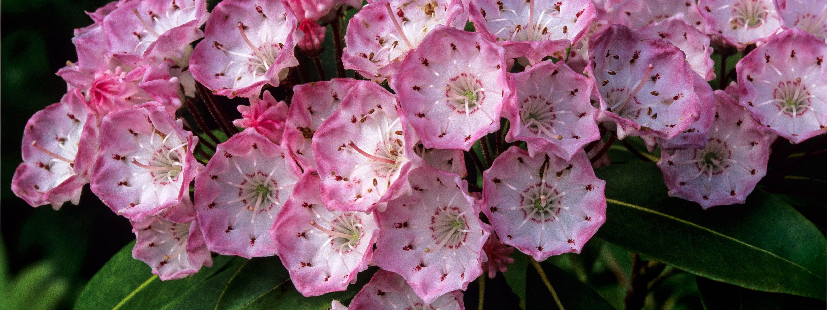 Closeup of pink flowers with white centers.