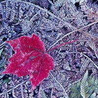 A maple leaf is sugared with frost.