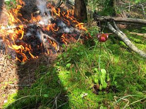Fire burns along the ground though a pile of pine needles advancing towards the drooping purple flowers of a pitcher plant.