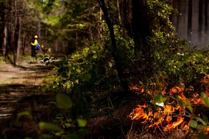 In the foreground, a low fire burns in the vegetation at the edge of a wide sandy trail that creates a fire break for a controlled burn. A person wearing yellow fire gear stands in the distance.