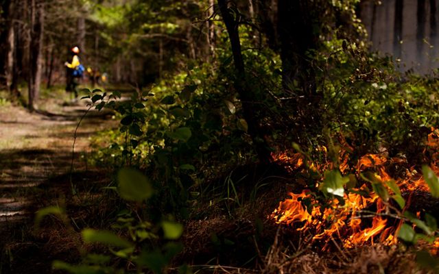 A low intensity fire burns in the underbrush of Piney Grove Preserve. In the distance a man wearing yellow fire gear stands on a dirt road monitoring the fire line.