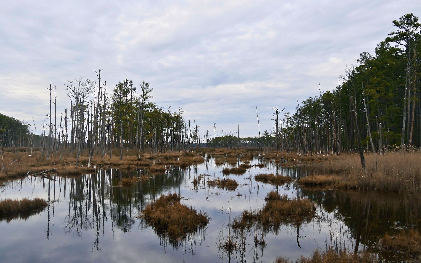 The Robinson Neck preserve on Maryland’s Eastern Shore is largely comprised of brackish tidal marsh and provides a haven for many bird species.