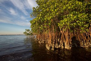 Oysters grow on the mangrove coastline of Charlotte Harbor Estuary, an area identified by TNC as a priority area in restoring the overall health of the Gulf.