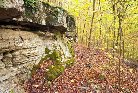 A limestone and rocks in the middle of a dense forest of thin trees with yellow and green leaves, with the forest floor covered with red and brown leaves.