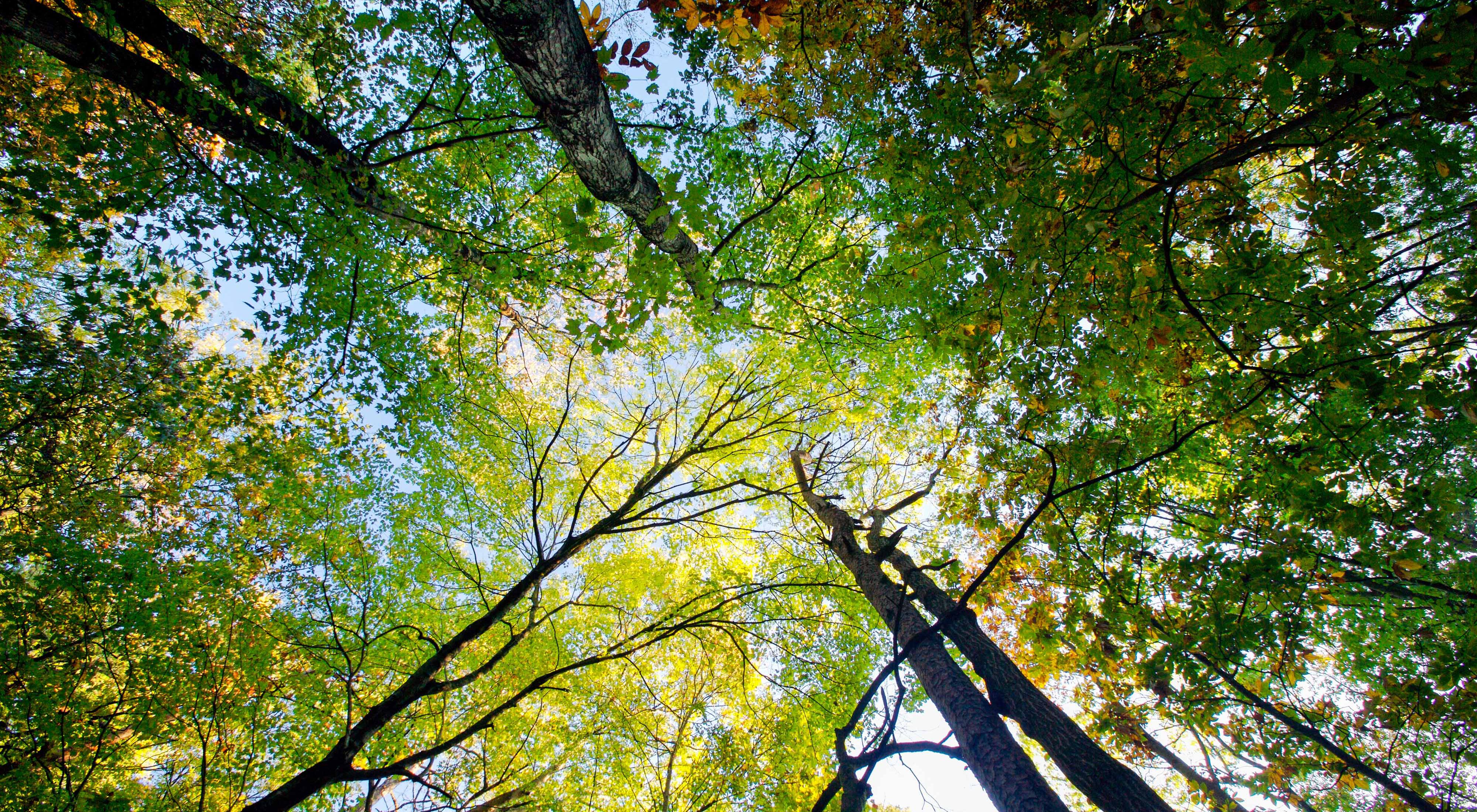 Looking upward into the canopy of southern old-growth forest in Marshall Forest Preserve, Rome, Georgia.