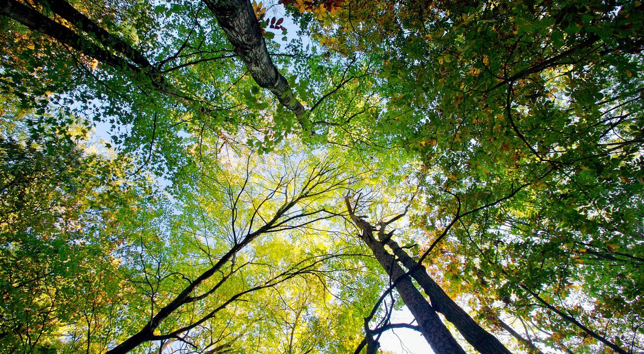 View looking up toward the tops of leafy green trees.