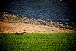 A deer stands chest-deep in a field of green crops.