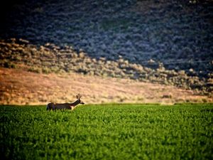 A deer stands chest-deep in a field of green crops.