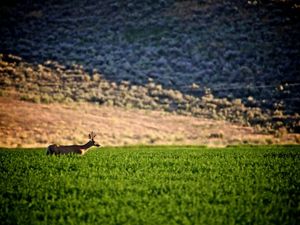 A deer walks through a green agricultural field.