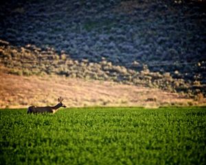 A deer walks through a green agricultural field.