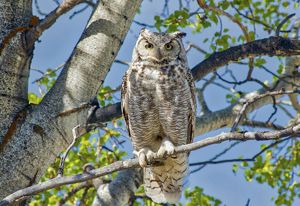 Silver Creek Preserve | The Nature Conservancy in Idaho