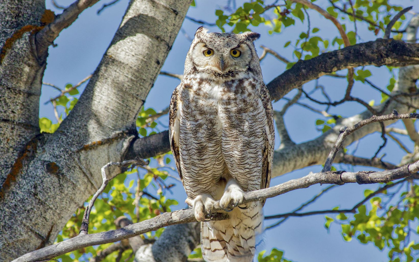 A large brown and white owl perched on a tree branch.