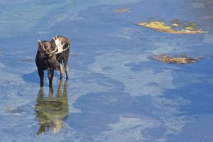 Wildlife depend on Idaho’s freshwater systems.
