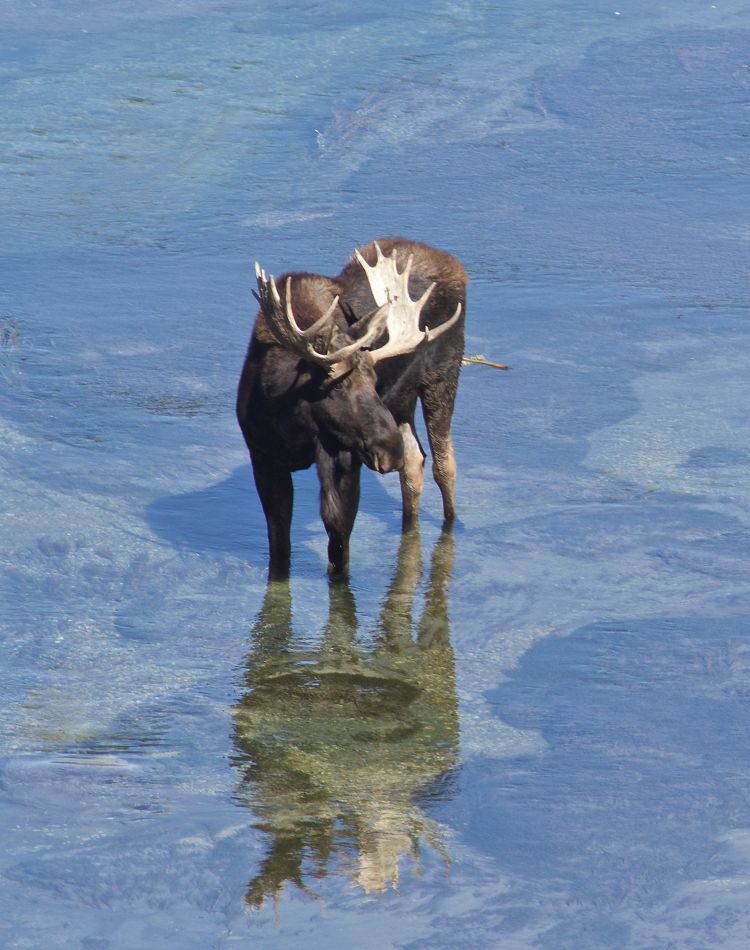 Wildlife depend on Idaho’s freshwater systems.