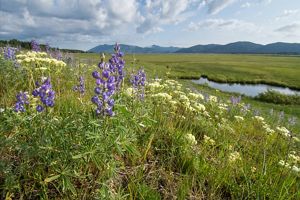 Native idaho deals trees