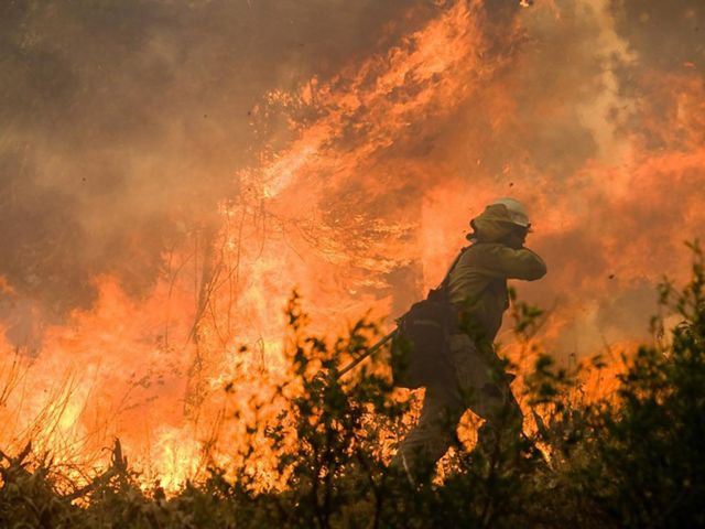 A firefighter walks in front of a brightly flaming stand of trees.