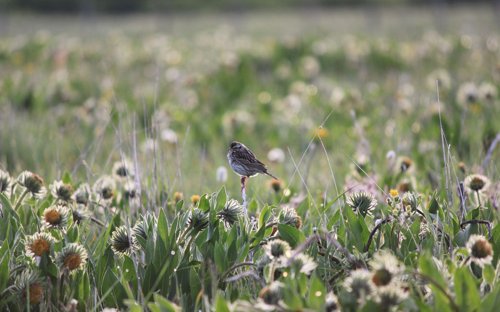 
                
                  Perched Sparrow  
                  © The Nature Conservancy (Megan Grover-Cereda)
                
              