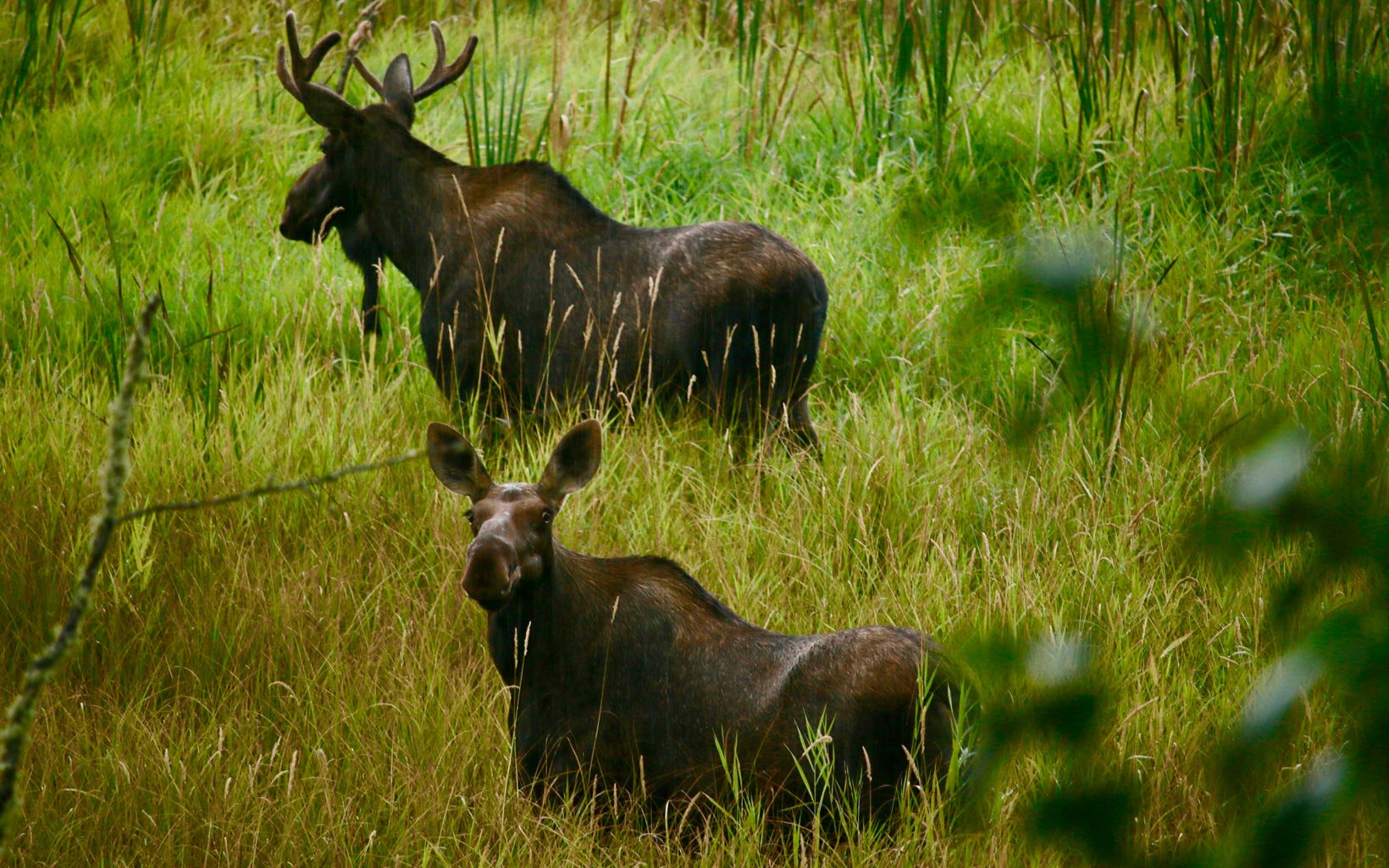 Moose enjoying the wetlands of Ball Creek Preserve