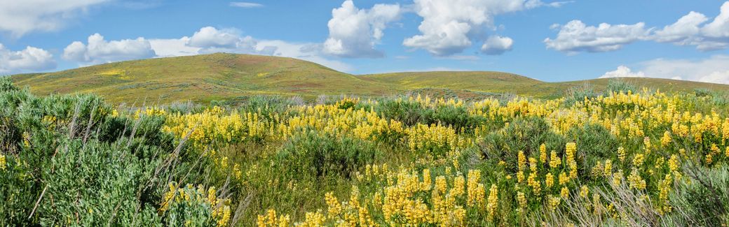 Yellow lupine blankets an expanse of rolling countryside under blue sky with broken clouds.