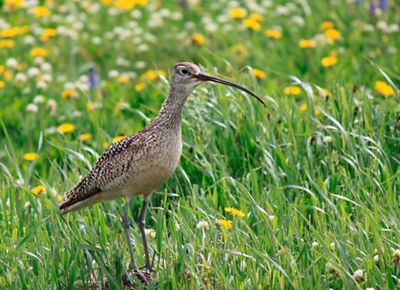 A long-billed curlew, a small, brown bird with a long, curving beak, stands in green grass dotted with yellow dandelions.