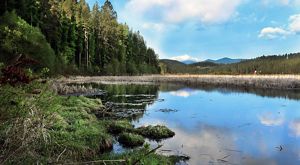 Wetland marsh with conifer trees and mountains in the distance.