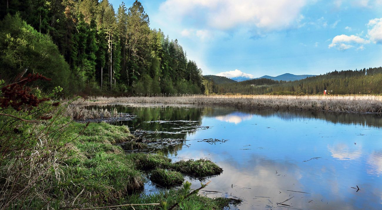 Wetland marsh with conifer trees and mountains in the distance.