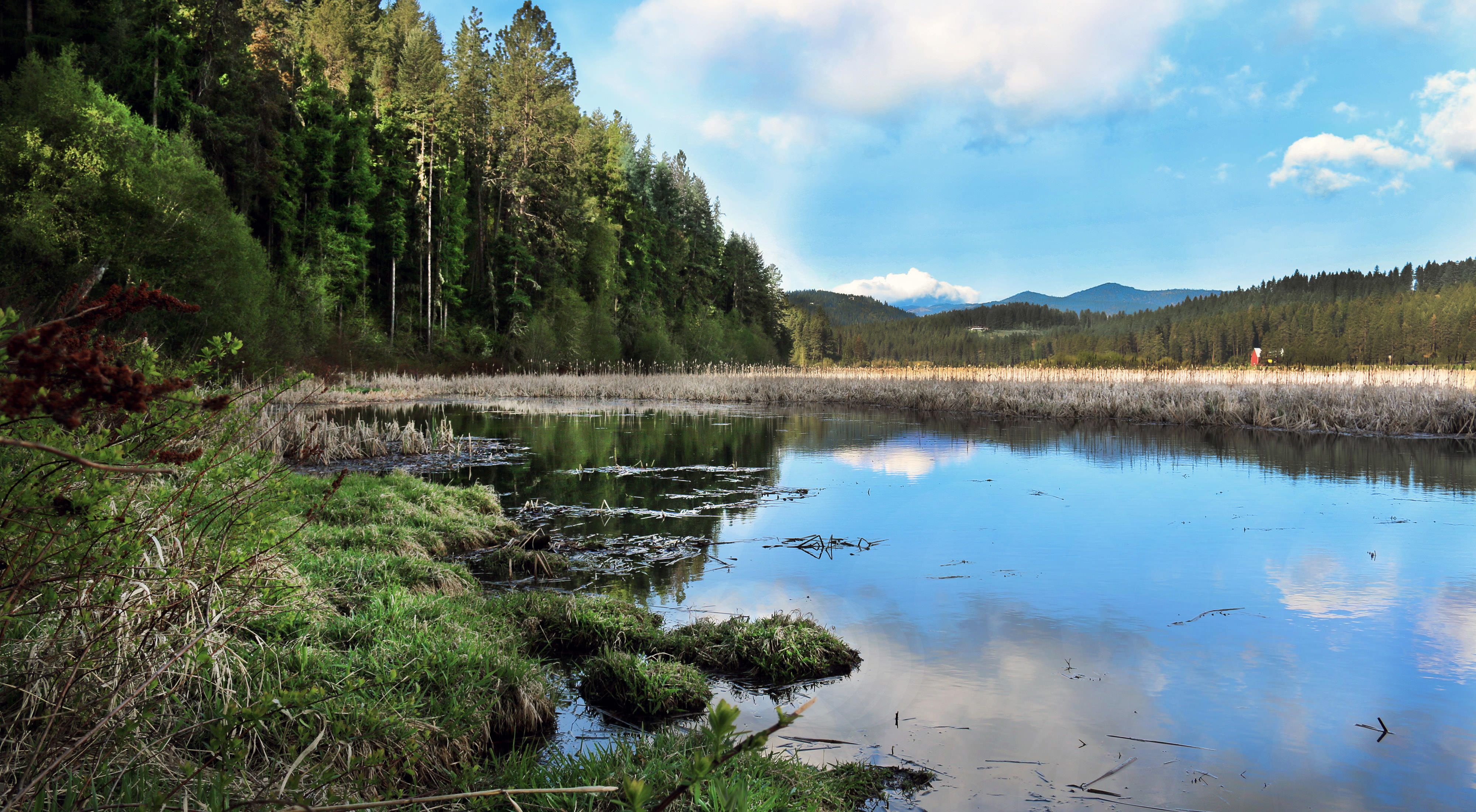 Wetland marsh with conifer trees and mountains in the distance.