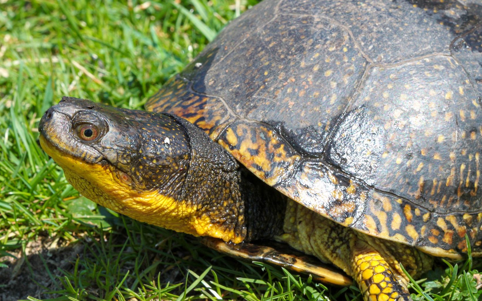A turtle's head with a bright yellow neck and the front part of it's shell takes up the frame of the photo.