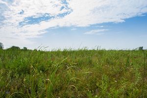 Empty prairie field beneath a cloudy sky.