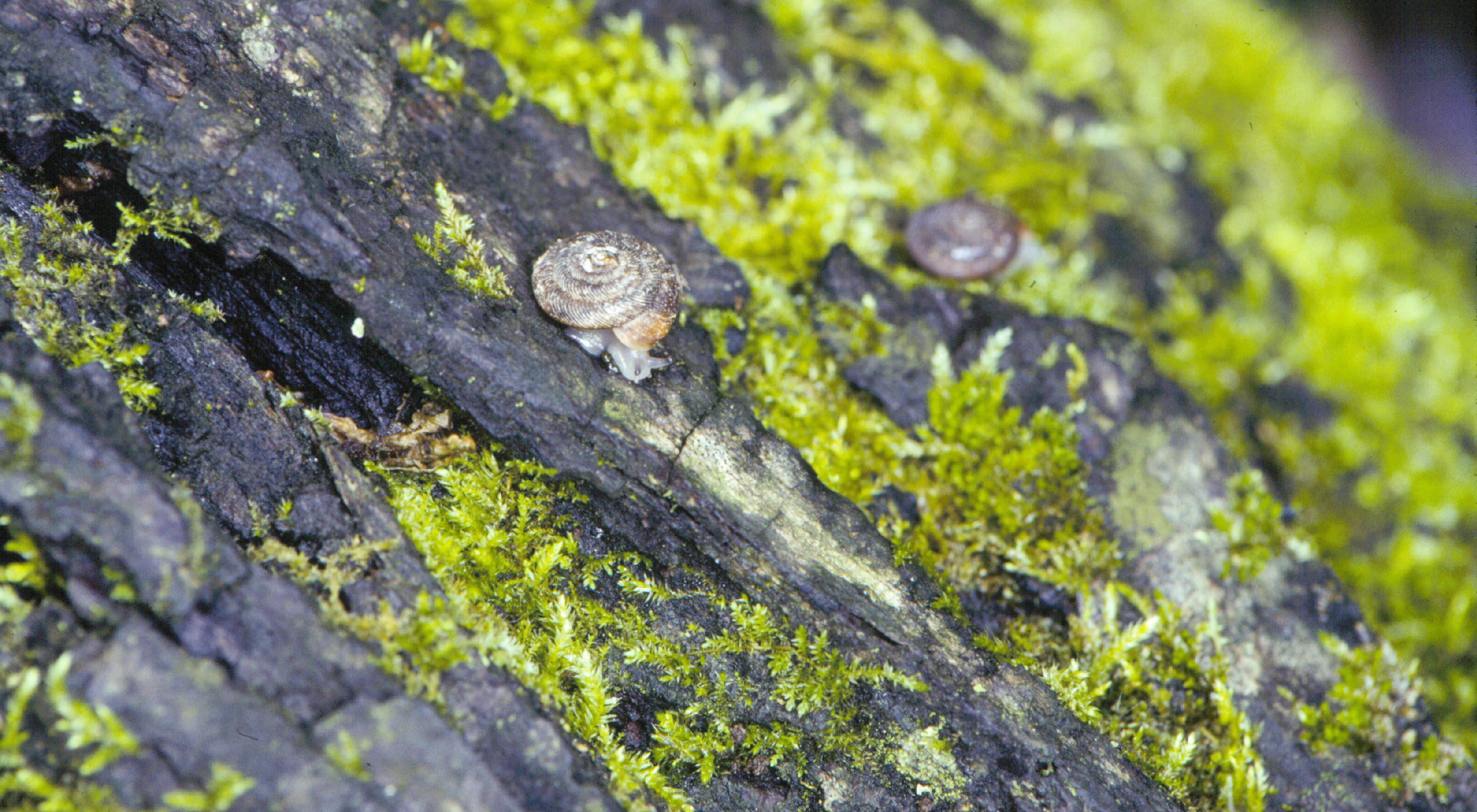 Pleistocene snails at Bluebell Hollow, located in the Driftless Area of Iowa.