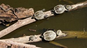 Turtles rest on a log.