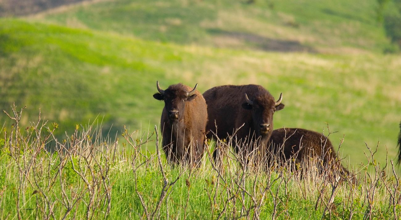 Bison standing in field.