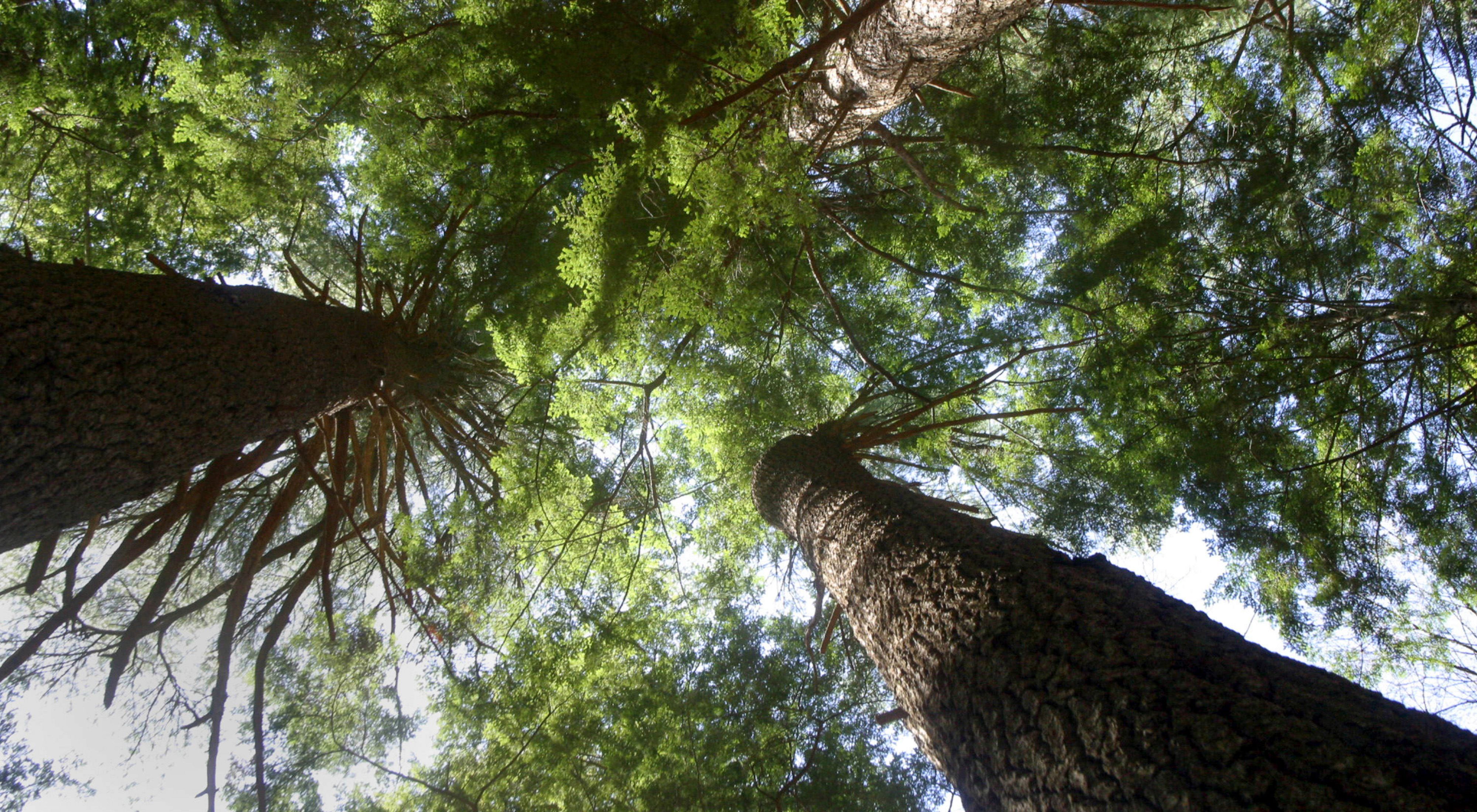 Photo of trees, looking up into a canopy of white pines in a New Hampshire forest.
