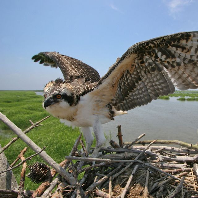 Osprey in a nest in New Jersey