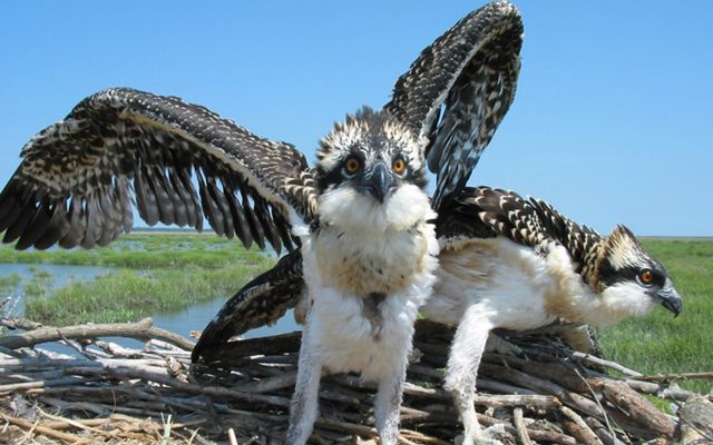Osprey fledgelings stretch their wings in the nest.